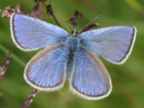 Photo: orbitulus