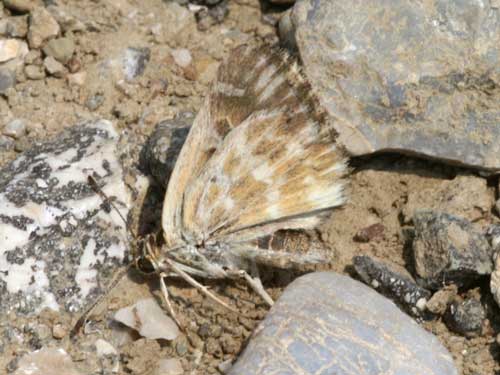 Photo: orientalis