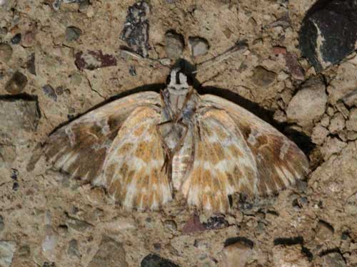Photo: orientalis
