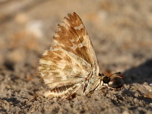 Photo: orientalis