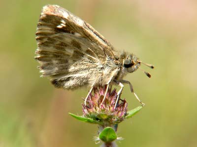 Photo: orientalis