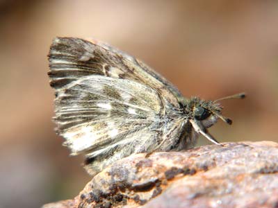 Photo: orientalis