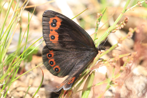 Photo: palarica