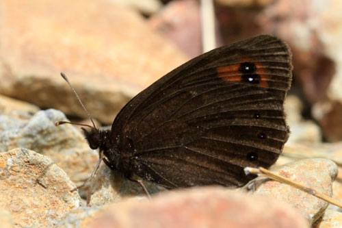 Photo: palarica