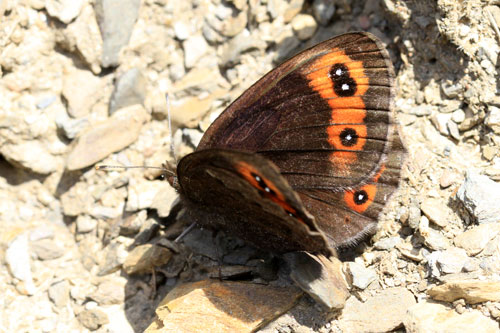 Photo: palarica