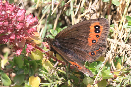 Photo: palarica