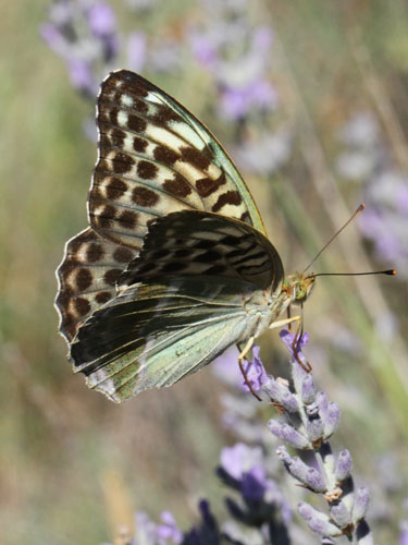 Photo: paphia