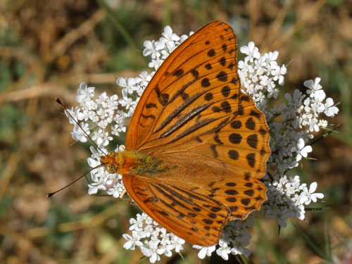 Photo: paphia