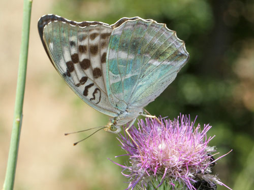 Photo: paphia