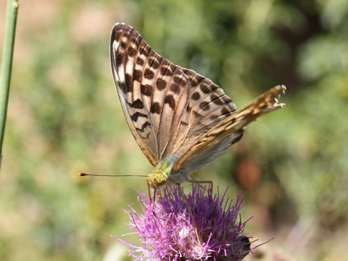 Photo: paphia