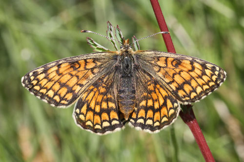 Photo: parthenoides26.jpg