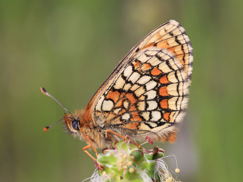Photo: parthenoides33.jpg