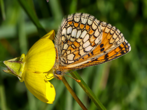 Photo: parthenoides52.jpg