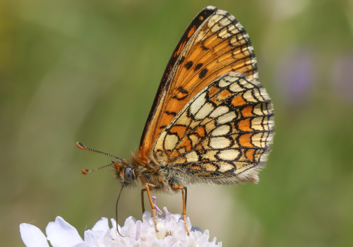 Photo: parthenoides59.jpg