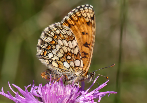 Photo: parthenoides60.jpg