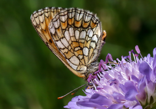 Photo: parthenoides62.jpg