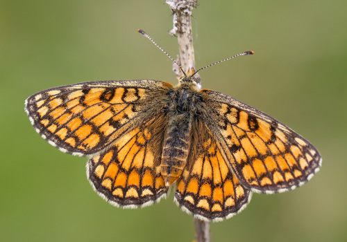 Photo: parthenoides63.jpg