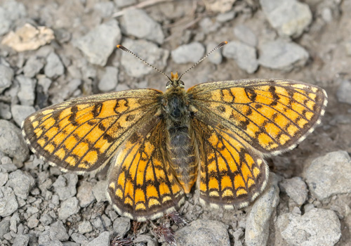 Photo: parthenoides64.jpg