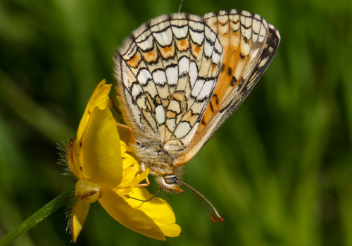 Photo: parthenoides67.jpg