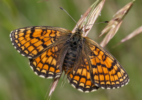 Photo: parthenoides70.jpg