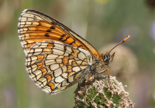 Photo: parthenoides73.jpg