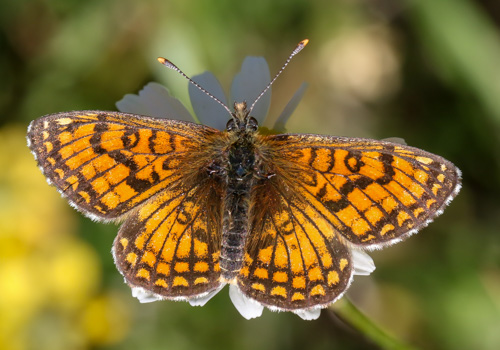 Photo: parthenoides74.jpg