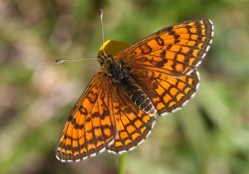 Photo: parthenoides75.jpg