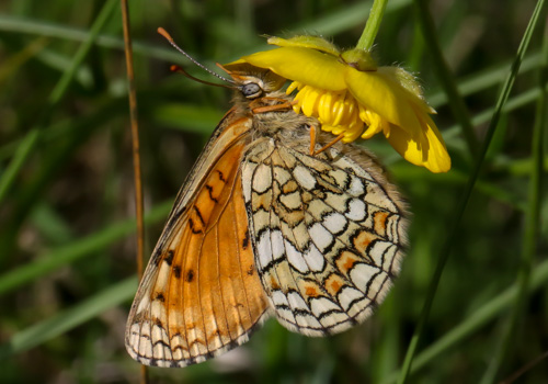 Photo: parthenoides76.jpg