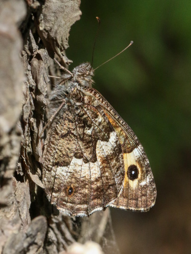 Hipparchia pellucida on euroButterflies by Matt Rowlings