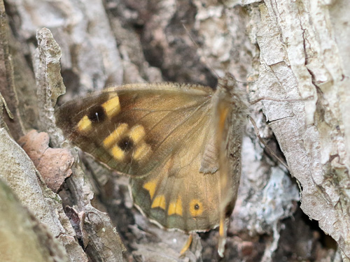 Hipparchia pellucida on euroButterflies by Matt Rowlings