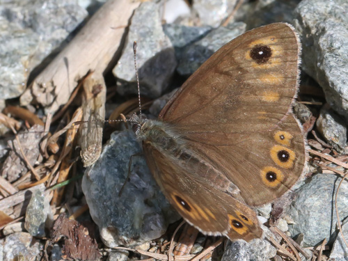 Photo: petropolitana