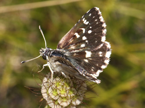 Photo: phlomidis21.jpg