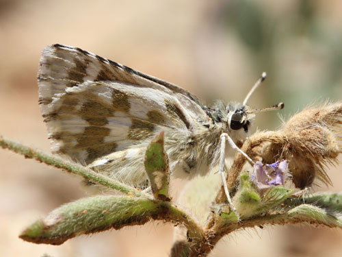 Photo: phlomidis