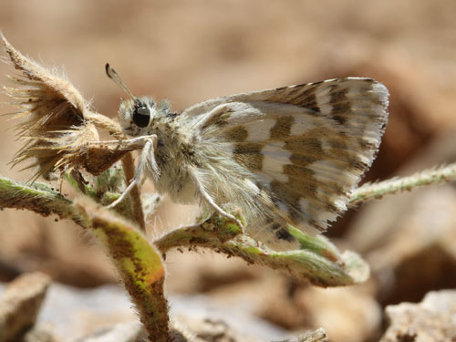 Photo: phlomidis