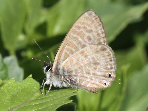 Photo: pirithous