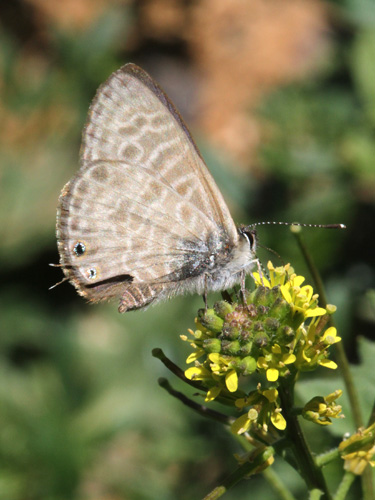 Photo: pirithous