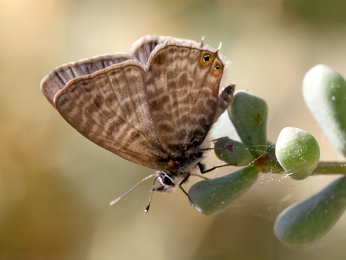 Photo: pirithous