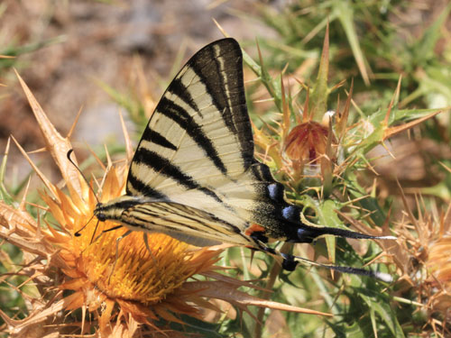 Photo: podalirius