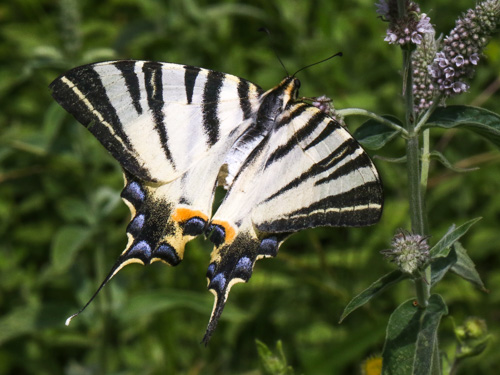 Photo: podalirius