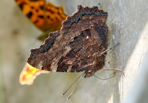 Photo: polychloros