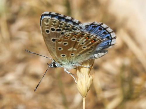 Photo: punctifera9.jpg