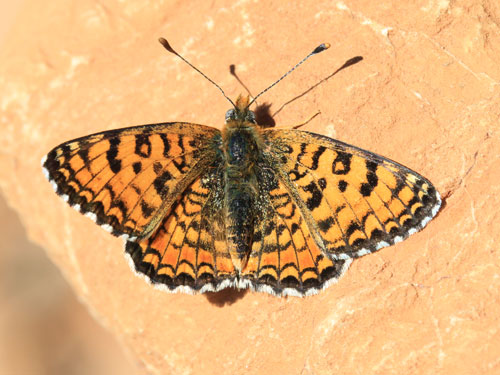 Photo: punica1.jpg