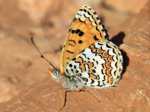 Photo: punica2.jpg