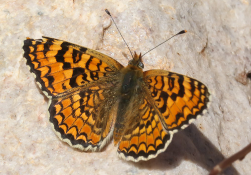 Photo: punica4.jpg