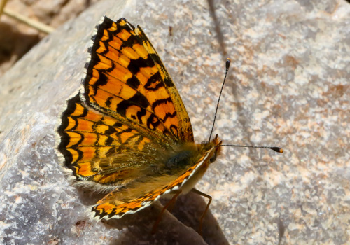 Photo: punica5.jpg