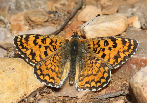Photo: punica6.jpg