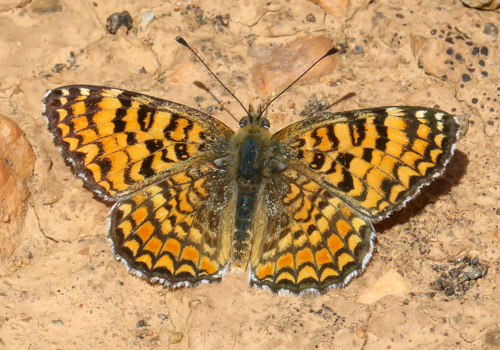Photo: punica8.jpg