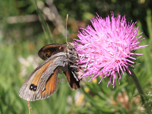 Photo: scipio