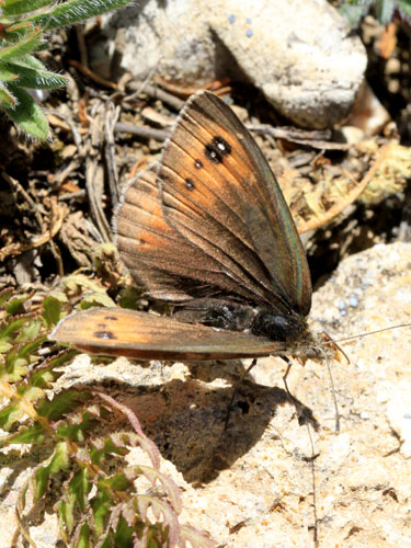 Photo: scipio