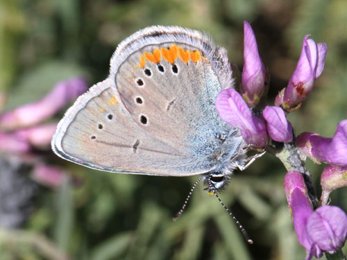 Photo: semiargus helena